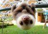 Μικρόι Βραδύποδες (Sloths) σε κέντρο διάσωσης