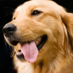 Golden Retriever stick its tongue out